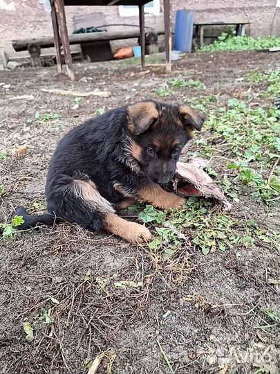 Щенки немецкой овчарки