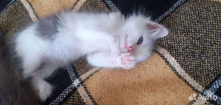 Котенок девочка в добрые руки