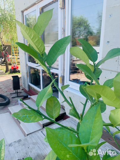 Лимонное дерево с плодами