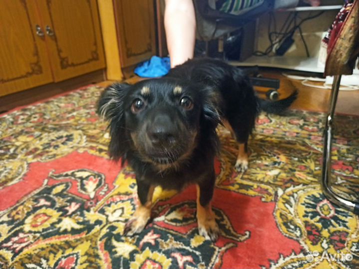 Собака девочка