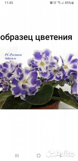 Детки фиалок