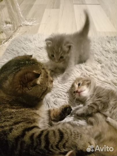 Кошки вислоухие