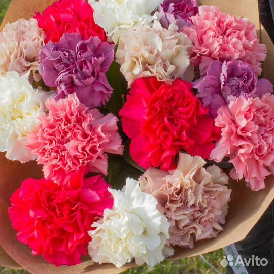 Диантус Гвоздика Эквадор Опт