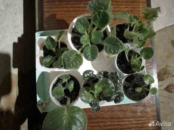 Фиалки набор 9 шт