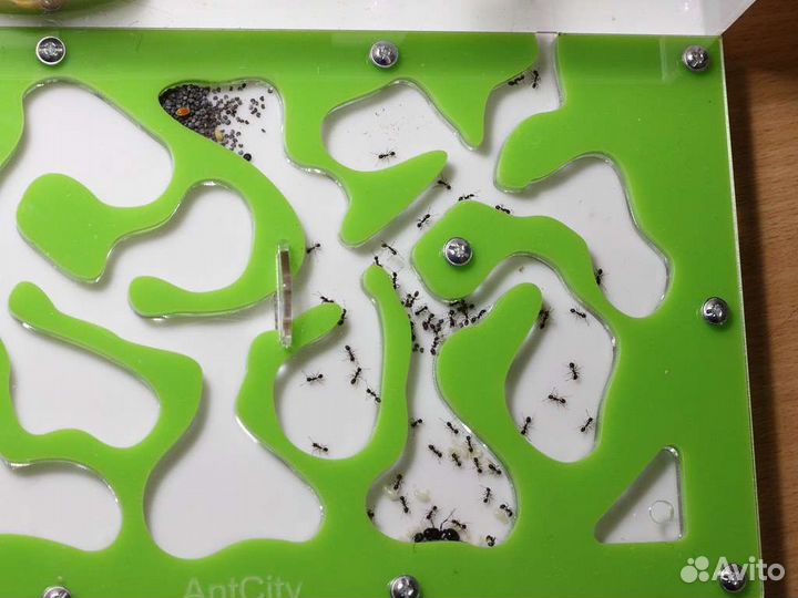 Формикарий (муравьиная ферма)