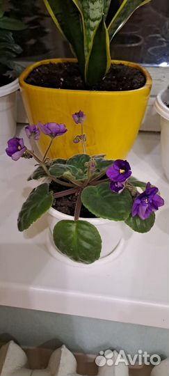 Алоэ Хавортия, фиалка, Спатифиллиум, Традисканция