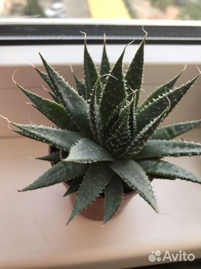 Суккуленты для флорариума