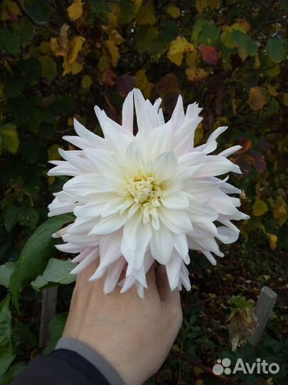 Георгины клубни, канны