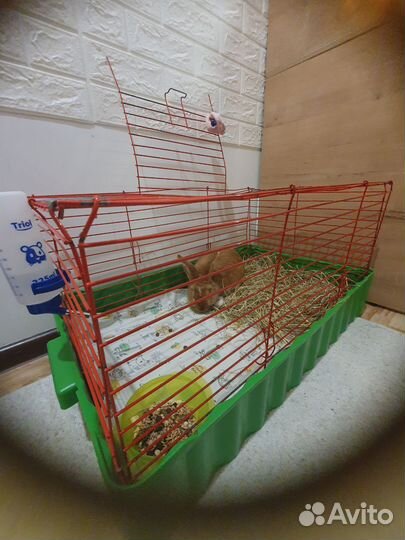 Кролик с клеткой