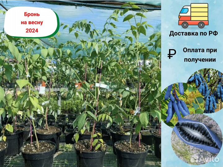 Декенея Фаргеза