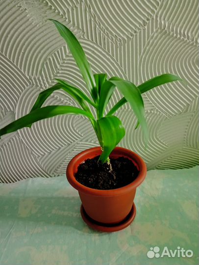 Домашние цветы