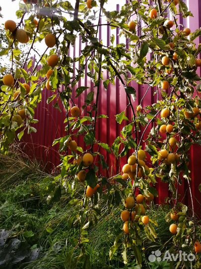 Слива медовая