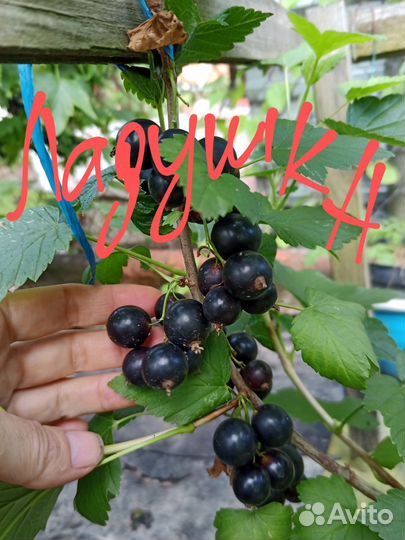 Смородина черная,белая, красная