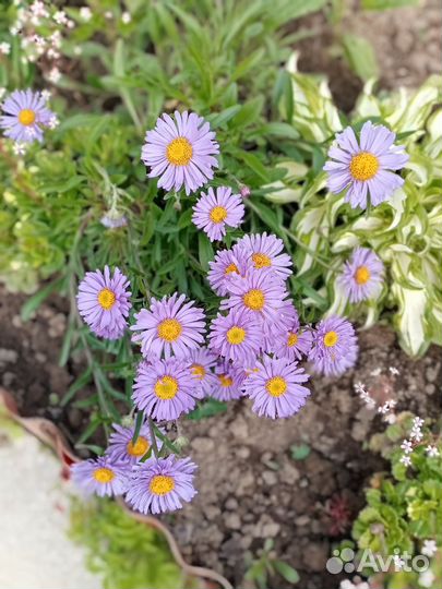 Многолетки