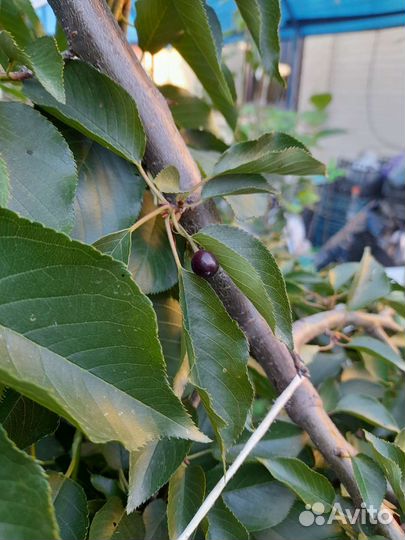 Черешня плакучая