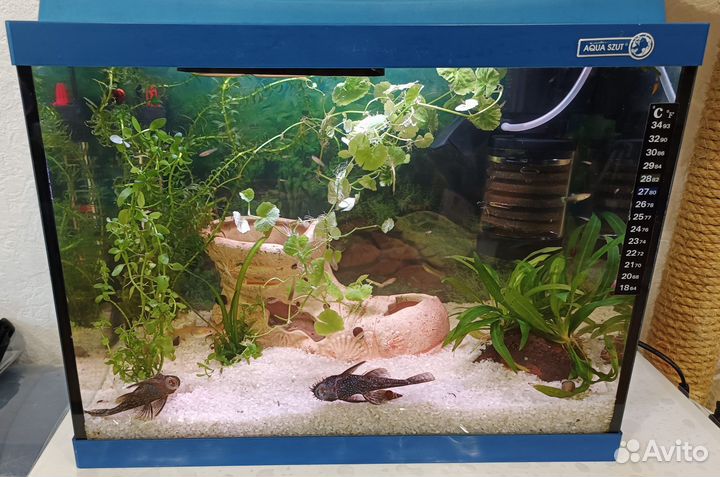 Готовый аквариум