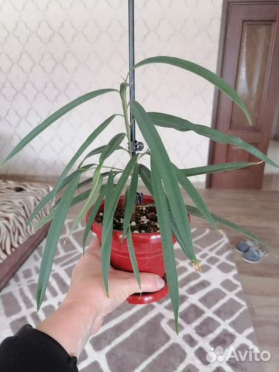 Комнатные растения