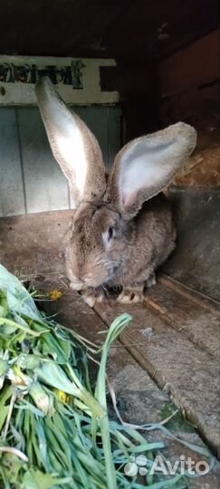 Кролики мясных пород великаны