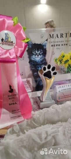 Мейн-кун f22 Астория, серт.N/N, (jcac)