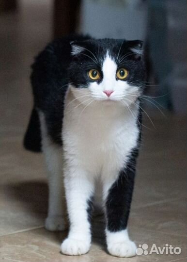 Обаятельный Боцман, метис шотландца, ищет дом