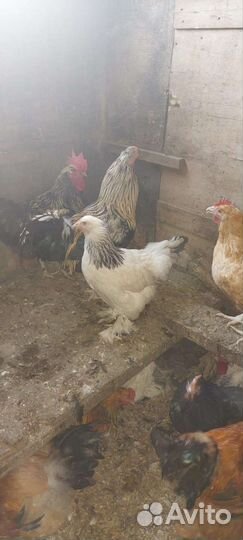 Куры несушки 1 год и 2 месяца