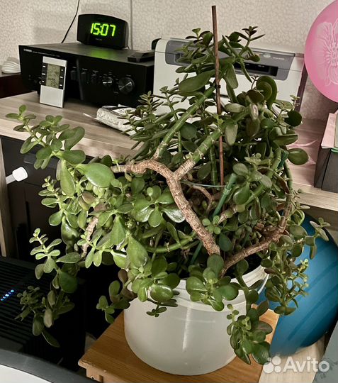 Денежное дерево (Толстянка, Крассула)