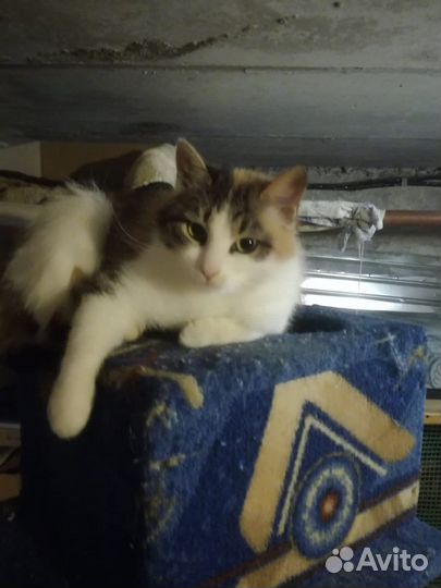 Кошкав добрые руки