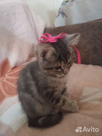 Кошечка бесплатно