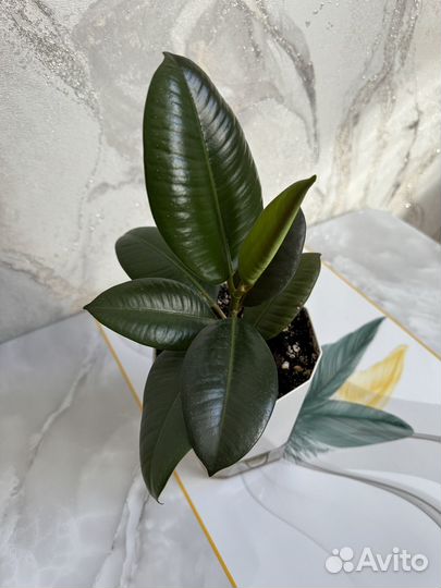 Фикус каучуконосный (эластика)