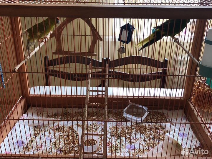 Попугаи с клеткой