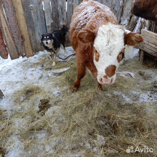 Тёлки 9 месяцев