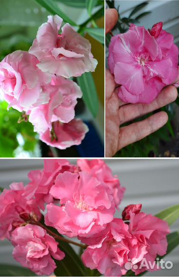 Олеандры махровые ароматные