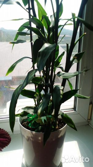 Драцена Сандера (Dracaena sanderiana)