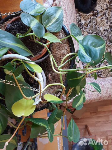 Комнатный цветок сциндапсус