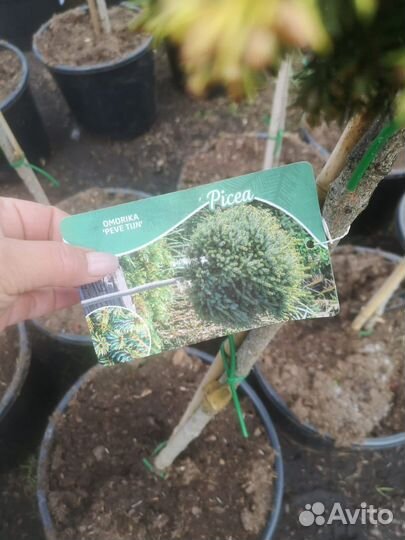 Ель Omorika Peve Tijn на штамбе 1-1,2