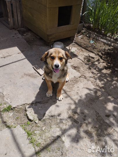 Отдам в добрые руки собачку один годик