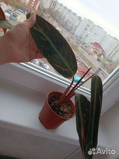 Строманта меджик стар