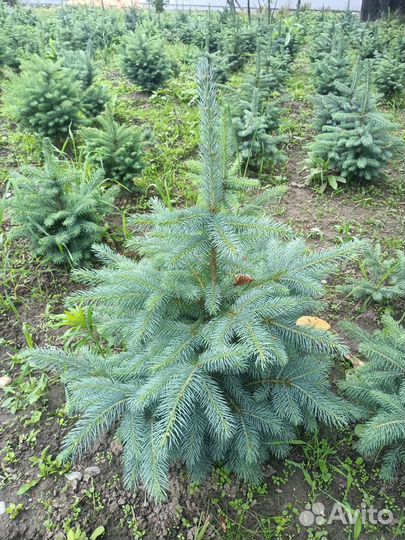 Саженцы ель