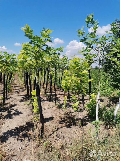 Фисташка Туполистная и другие саженцы