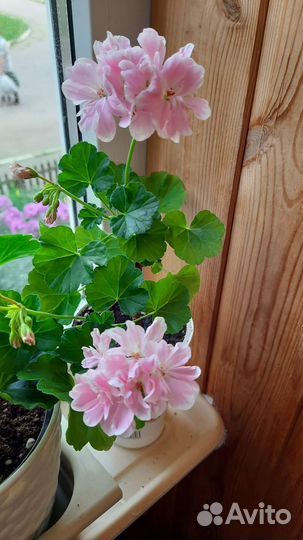 Пеларгония Claire сортовая герань