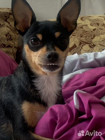 Собачка в добрые руки