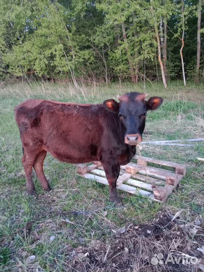 Продам Корова телёнка и бычок сена договорная