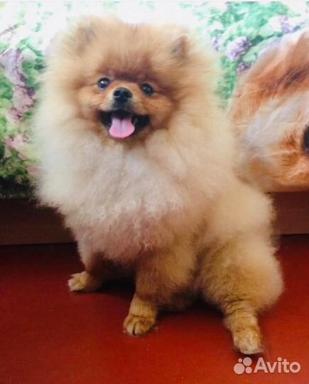 Щенки шпица