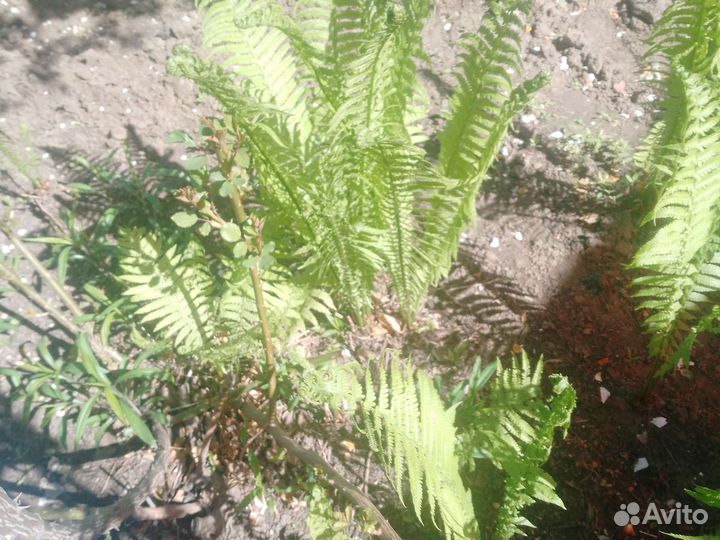 Папоротник садовый много