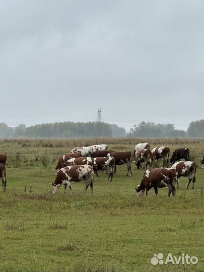 Нетель Нетели 120 голов