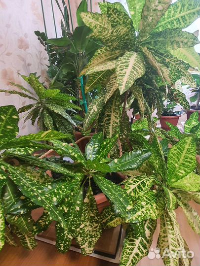 Кодеум (кротон) (комнатное растение)