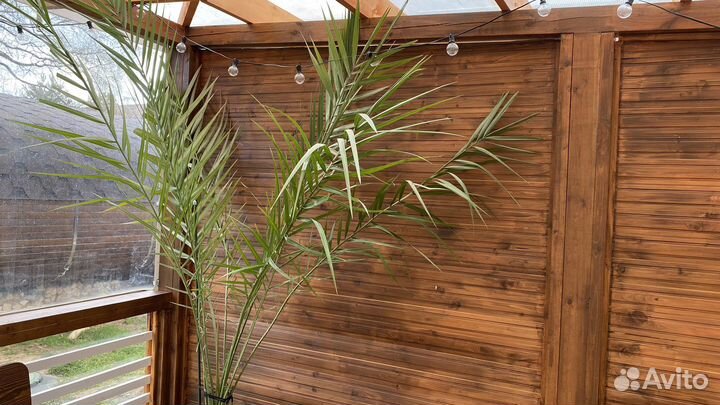 Финиковая пальма