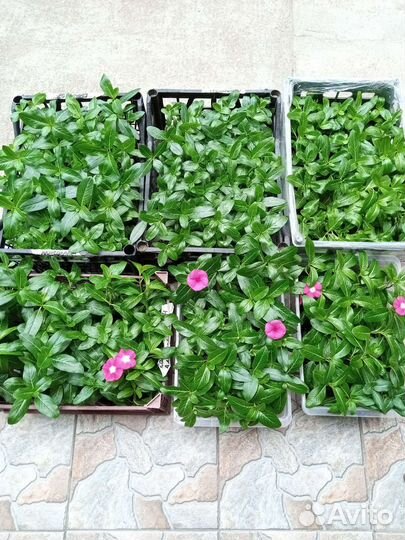 Рассада уличных цветов и овощей