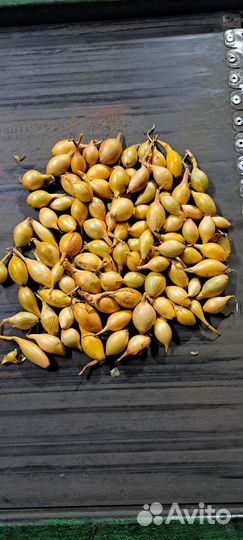 Лук севок оптом