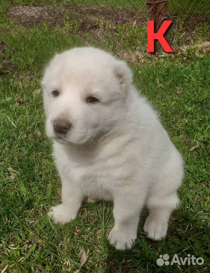 Собаки щенки